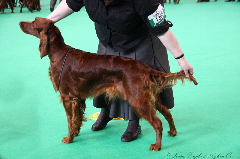 Crufts2011 224.jpg